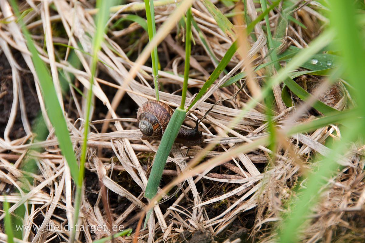 Snail knows - if you shoot, hurry slowly!